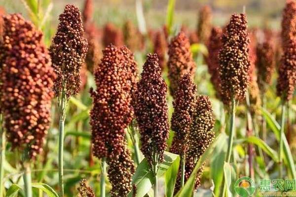 高粱现在的市场零售价格是多少钱？