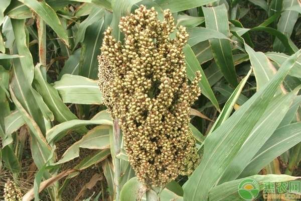 高粱现在的市场零售价格是多少钱？