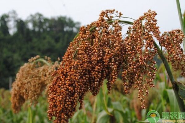 高粱现在的市场零售价格是多少钱？