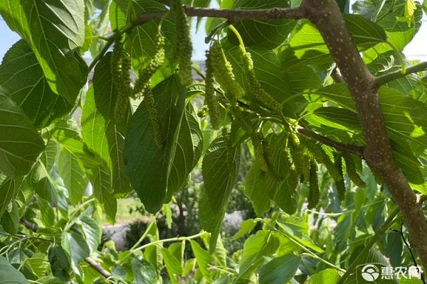 香金葚果桑苗价格与优质品种对比及种植选择-松松肥园艺土
