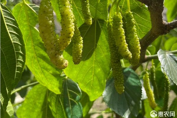香金葚果桑苗价格与优质品种对比及种植选择-松松肥园艺土