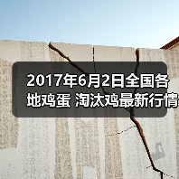 全国鸡蛋淘汰鸡行情及市场动态分析-松松肥园艺土 全国鸡蛋淘汰鸡行情及市场动态分析-松松肥园艺土