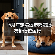 5月广东清远市鸡蛋批发价低位运行 5月广东清远市鸡蛋批发价低位运行