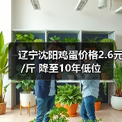 辽宁沈阳鸡蛋价格2.6元/斤 降至10年低位(图2) 辽宁沈阳鸡蛋价格2.6元/斤 降至10年低位(图2)