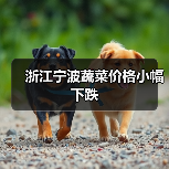 浙江宁波蔬菜价格小幅下跌（图4）