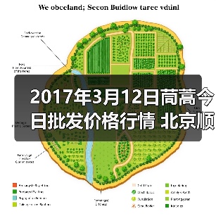 2017年3月12日茼蒿今日批发价格行情 北京顺鑫...(图4) 2017年3月12日茼蒿今日批发价格行情 北京顺鑫...(图4)