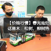 【价格行情】春光灿烂话苗木：松树、柳树热销...（图4）