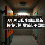 3月30日山东甜瓜最新价格行情 聊城市莘县脆宝...（图4）