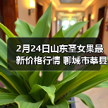 2月24日山东圣女果最新价格行情 聊城市莘县千...（图4）