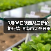 3月06日陕西梨最新价格行情 渭南市大荔县贡梨...(图2) 3月06日陕西梨最新价格行情 渭南市大荔县贡梨...(图2)