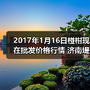2017年1月16日椪柑现在批发价格行情 济南堤口...（图3）