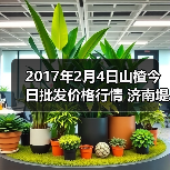 2017年2月4日山楂今日批发价格行情 济南堤口...（图4）
