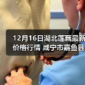12月16日湖北莲藕最新价格行情 咸宁市嘉鱼县...（图2）