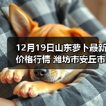 12月19日山东萝卜最新价格行情 潍坊市安丘市...（图4）
