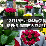 12月19日北京梨最新价格行情 渭南市大荔县红...（图2）
