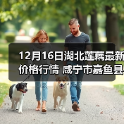 12月16日湖北莲藕最新价格行情 咸宁市嘉鱼县...（图4）