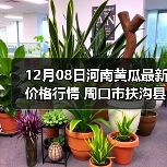 12月08日河南黄瓜最新价格行情 周口市扶沟县...（图3）