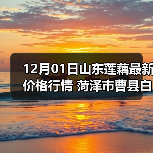 12月01日山东莲藕最新价格行情 菏泽市曹县白...（图2）