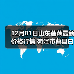 12月01日山东莲藕最新价格行情 菏泽市曹县白...（图3）