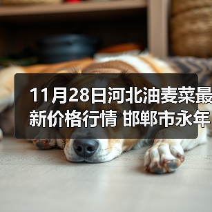 11月28日河北油麦菜最新价格行情 邯郸市永年...（图2）