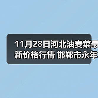 11月28日河北油麦菜最新价格行情 邯郸市永年...（图3）