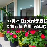 11月29日安徽苹果最新价格行情 宿州市砀山县...（图1）