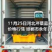 11月25日河北芹菜最新价格行情 邯郸市永年县...(图1) 11月25日河北芹菜最新价格行情 邯郸市永年县...(图1)