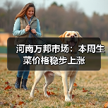 河南万邦市场：本周生菜价格稳步上涨（图4）
