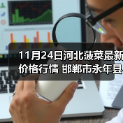 11月24日河北菠菜最新价格行情 邯郸市永年县...（图4）