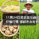 11月24日河北菜花最新价格行情 邯郸市永年县...(图2) 11月24日河北菜花最新价格行情 邯郸市永年县...(图2)