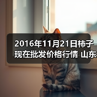2016年11月21日柿子现在批发价格行情 山东滕...(图3) 2016年11月21日柿子现在批发价格行情 山东滕...(图3)