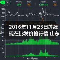 2016年11月23日莲藕现在批发价格行情 山东滕...（图3）