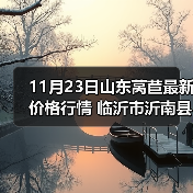 11月23日山东莴苣最新价格行情 临沂市沂南县...（图2）