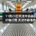 11月23日天津芹菜最新价格行情 天津市静海县...(图3) 11月23日天津芹菜最新价格行情 天津市静海县...(图3)