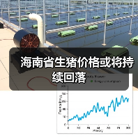 海南生猪价格趋势分析及第四季度预测-松松肥园艺土