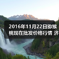2016年11月22日猕猴桃现在批发价格行情 济南...（图3）