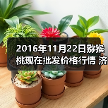 2016年11月22日猕猴桃现在批发价格行情 济南...（图2）