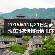 2016年11月21日菠萝现在批发价格行情 山东滕...（图1）