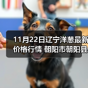 11月22日辽宁洋葱最新价格行情 朝阳市朝阳县...（图1）
