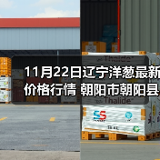 11月22日辽宁洋葱最新价格行情 朝阳市朝阳县...（图3）