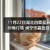 11月22日湖北白菜最新价格行情 咸宁市嘉鱼县...（图4）