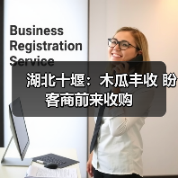 湖北十堰:木瓜丰收 盼客商前来收购(图3) 湖北十堰:木瓜丰收 盼客商前来收购(图3)