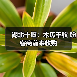 湖北十堰:木瓜丰收 盼客商前来收购(图4) 湖北十堰:木瓜丰收 盼客商前来收购(图4)