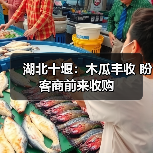 湖北十堰:木瓜丰收 盼客商前来收购(图2) 湖北十堰:木瓜丰收 盼客商前来收购(图2)