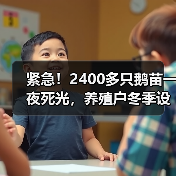 紧急!2400多只鹅苗一夜死光,养殖户冬季设备...(图3) 紧急!2400多只鹅苗一夜死光,养殖户冬季设备...(图3)