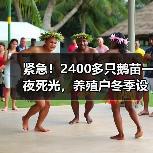 紧急!2400多只鹅苗一夜死光,养殖户冬季设备...(图2) 紧急!2400多只鹅苗一夜死光,养殖户冬季设备...(图2)