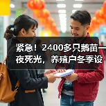 紧急!2400多只鹅苗一夜死光,养殖户冬季设备...(图4) 紧急!2400多只鹅苗一夜死光,养殖户冬季设备...(图4)