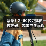 紧急!2400多只鹅苗一夜死光,养殖户冬季设备...(图1) 紧急!2400多只鹅苗一夜死光,养殖户冬季设备...(图1)
