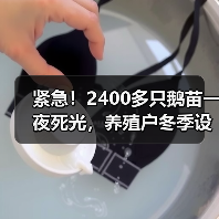 紧急!2400多只鹅苗一夜死光,养殖户冬季设备...(图1) 紧急!2400多只鹅苗一夜死光,养殖户冬季设备...(图1)