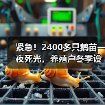 紧急!2400多只鹅苗一夜死光,养殖户冬季设备...(图4) 紧急!2400多只鹅苗一夜死光,养殖户冬季设备...(图4)